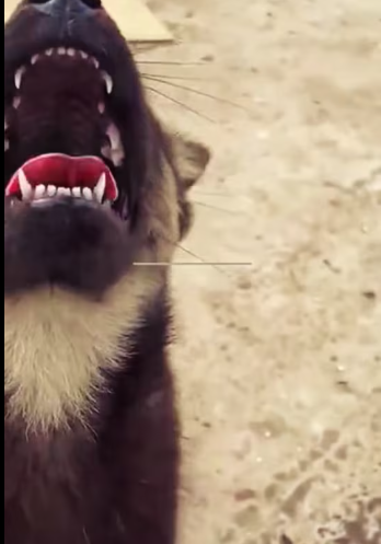 M1212013_While I was throwing away trash at the dump, I saw a puppy wandering around looking for food in the dump. I went to see