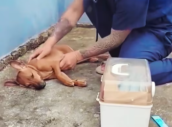 M1212014_On my son’s 10th birthday, my wife bought him a drone. While my son and I were learning to fly, I found this poor dog l