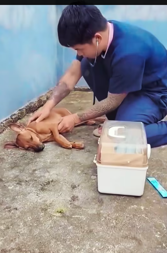 M1212014_On my son’s 10th birthday, my wife bought him a drone. While my son and I were learning to fly, I found this poor dog l