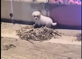 M1212015_After my husband had just finished dinner at restaurant and_part2