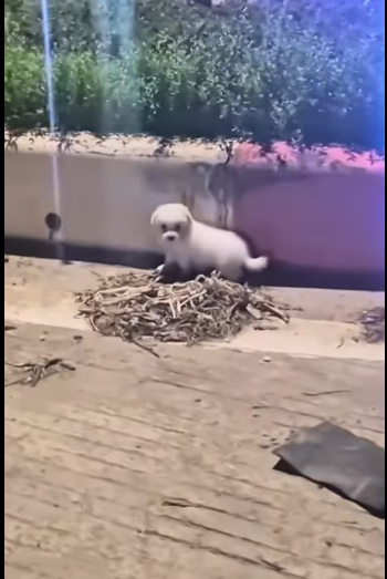 M1212015_After my husband had just finished dinner at restaurant and_part2