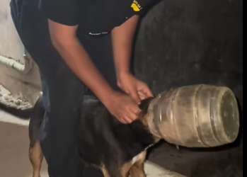 M1212017_Alhamdulillah the second mother dog was rescued. I was posting help, no one comes with negative words. When walking on the road_pa