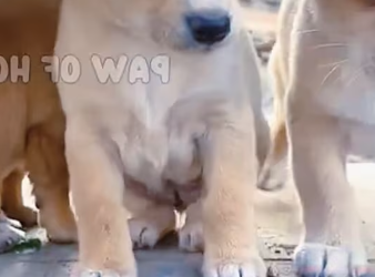 M1212018_Three poor puppies were abandoned in the garbage dump, shivering with cold and hunger_part2