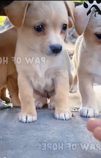 M1212018_Three poor puppies were abandoned in the garbage dump, shivering with cold and hunger_part2