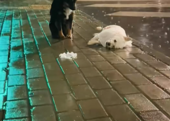 M0412012dog stayed its dead companion refused to leave, then too…_part2