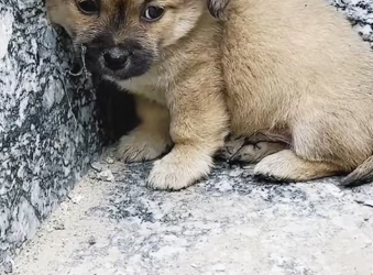 M1212019_I came home from work and found this poor puppy wandering in front of my house. I went to check on him and he was very