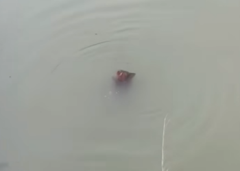 M1312002_puppy can swim#dogvideo #poordogvideo #dogsoftiktok_part2