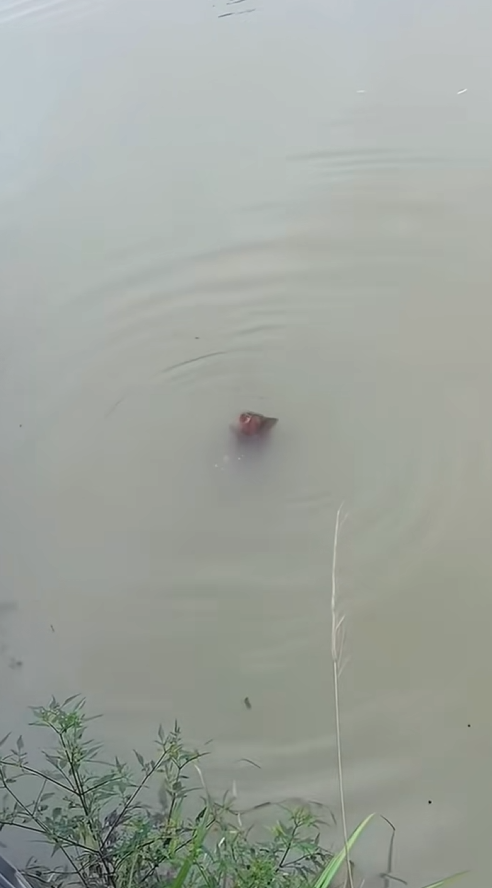 M1312002_puppy can swim#dogvideo #poordogvideo #dogsoftiktok_part2