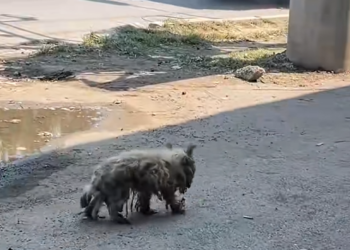 M1312003_Dog #dogs #dog #dogsoftiktok #doglover #dogsofttiktok_part2