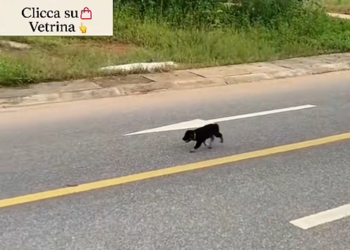 M1312004_Aspettava Ancora con la convinzione che il suo padrone sarebbe arriva…_part2