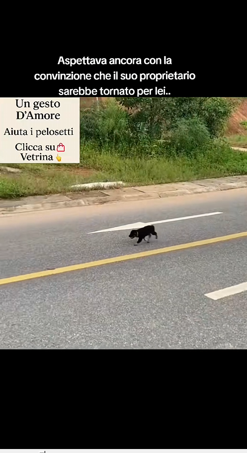 M1312004_Aspettava Ancora con la convinzione che il suo padrone sarebbe arriva…_part2