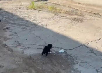 M1312005_Poor scared abandoned puppy #foryou #animal #dog #puppy #abandone…_part2