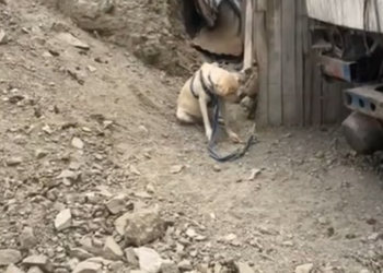 M1312006The dog was so pitiful; I couldn’t help but cry when I saw it.