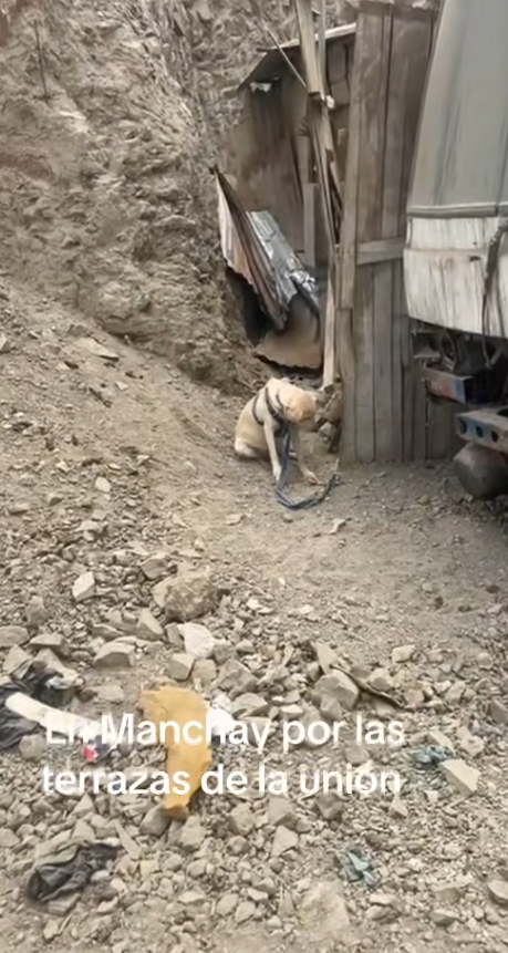 M1312006The dog was so pitiful; I couldn’t help but cry when I saw it.