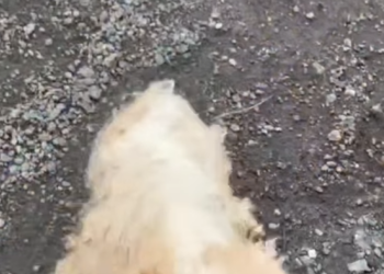 M1312007_UPDATE ON THE CONDITION OF BABY NOEL – THE DOG WHOSE SPINE WAS BROKEN BY ITS OWNER 💔 Dear grandparents, aunts, and uncles, we would like to update you on the latest situation_part2