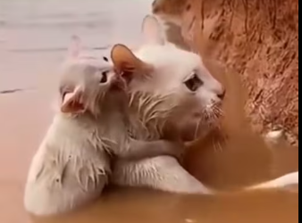 M1412001Hey man, the person who’s recording, please help him, don’t let him drown.