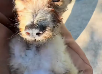 M1412002_found puppy under car its belly was swollen distended. r…_part2