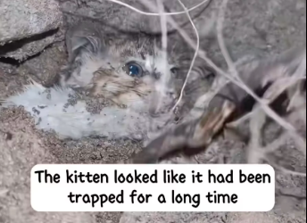 M1412003_stray puppy has been digging at stones to rescue its little kit…_part2