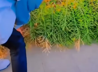 M1412004_Stray Dogs No Longer Stray_part2