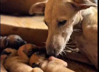 M1412005_Please have mercy on stray dogs #straydog #straydogs #heartlessstraydog #dog #kindness…_part2