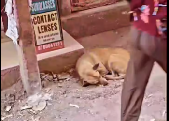 M0912031_Same situation with dogs.�❤️#viral #respect #dogs #help Bodybuilder Rocky 2_part2