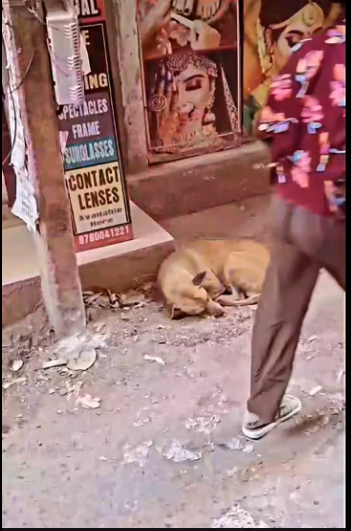 M0912031_Same situation with dogs.�❤️#viral #respect #dogs #help Bodybuilder Rocky 2_part2