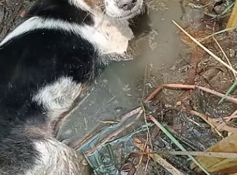 M1412006_#This stray puppy in the forest had distemper and couldn’t walk, and several others were in the same condition, lying dead from drowning in the forest. This one and its two siblings…