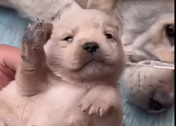 M1412007_rescue gaze of dog mother attracted me, then…#rescue…_part2