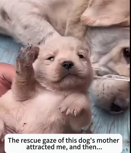 M1412007_rescue gaze of dog mother attracted me, then…#rescue…_part2