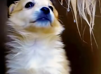 M1412009 It’s so sad. I beg kind people and those who filmed this to please help the puppy and its puppies. Feed them, don’t hit them, talk to them nicely, and they will understand. I feel so sorry for them