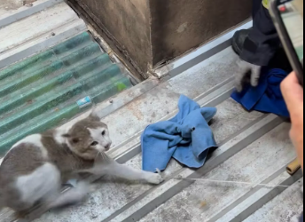 M1412012_Officer attempts to rescue cat stuck in a gap next to the bathroom. Chaloem Chanthason_part2