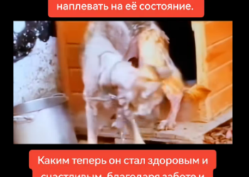 M1412014 This dog is really thin, it’s unacceptable to see that