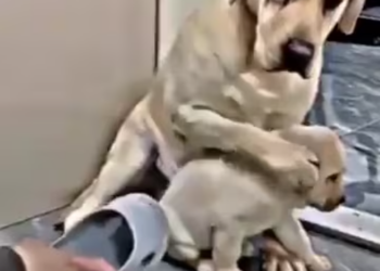 M1412015_Chinese people will casually themselves abusing their poor pets_part2