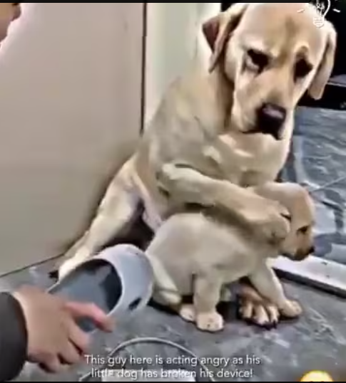 M1412015_Chinese people will casually themselves abusing their poor pets_part2