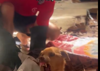 M1412016_Niall Harbison We see all sorts street dogs… old boy was in agony_part2