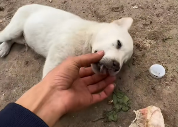 M2912009 Rescue puppies #rescue #rescuedog #rescueanimals #animals #animalsoft