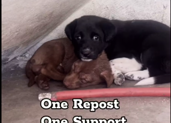 M0912033_Puppy stuck in between the walls Tactical Rescue Dog rescue team in Hyderabad AWCS We @awcs_org are an animal welfa_