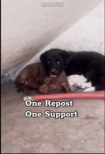 M0912033_Puppy stuck in between the walls Tactical Rescue Dog rescue team in Hyderabad AWCS We @awcs_org are an animal welfa_