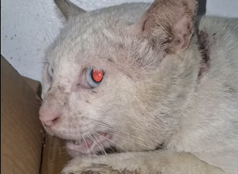 M0912034_May lahing afam itong bago kong rescue. �Update� Naka admit na si Afam sa The Cat Clinic Alabang. Sa unang vet na_par