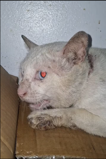 M0912034_May lahing afam itong bago kong rescue. �Update� Naka admit na si Afam sa The Cat Clinic Alabang. Sa unang vet na_par