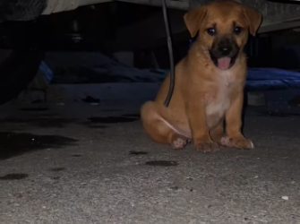 M0912035_Isang tuta ang narescue natin bago pa makuha ng pound. Mylha O. Mylha_part2