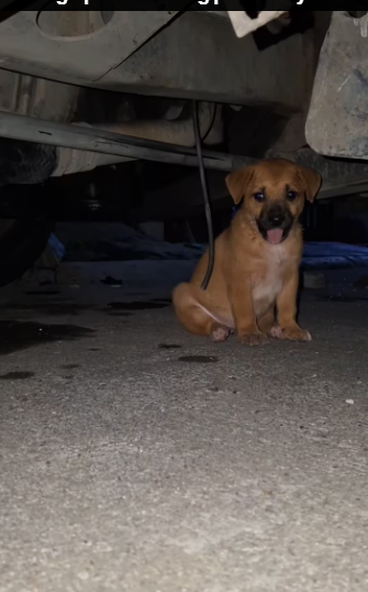 M0912035_Isang tuta ang narescue natin bago pa makuha ng pound. Mylha O. Mylha_part2