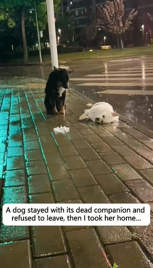 M0412012dog stayed its dead companion refused to leave, then too…_part2