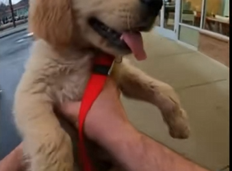 MP2912008_Golden Retriever Rescued Trash Bag Finally Safe Loved_part2