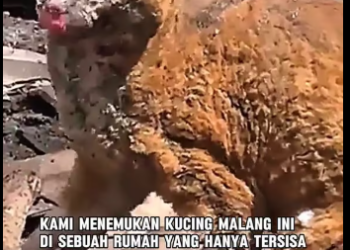 M0801014_Membalas @user3745194609931PART 2 Kisah hewan peliharaan ketika ada kebakaran #fyp #kucinggemoyy #rescue #catlovers #f