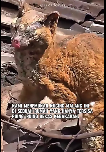 M0801014_Membalas @user3745194609931PART 2 Kisah hewan peliharaan ketika ada kebakaran #fyp #kucinggemoyy #rescue #catlovers #f