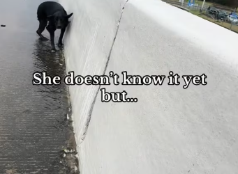 M0801015_The algorithm brought you back � #dogrescue #dogtransformation #rescuesoftiktok #dogsoftiktok #dogtok #creatorsearch