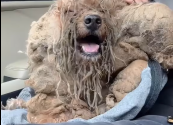 M0801016_Recuse the poor abandoned puppy cover a long dirty hair will you save it #animal #help #save #love #animallove #foryou