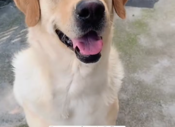 M0801017_Do you remember the stray dog ​​whose mouth was tightly bound with wire two months ago#animals #Foryou #Friendship #Us_