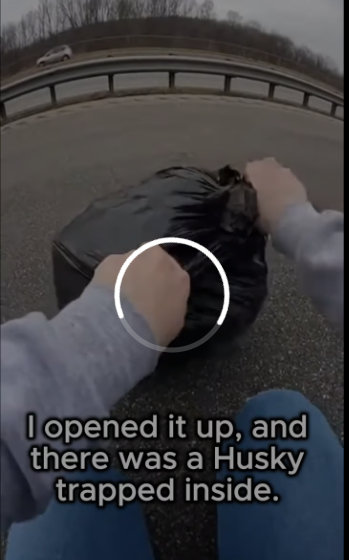 M0801018_The Husky Rescued from a Trash Bag He’s finally out of the woods and will be cherished for the rest of his days#dog #ki